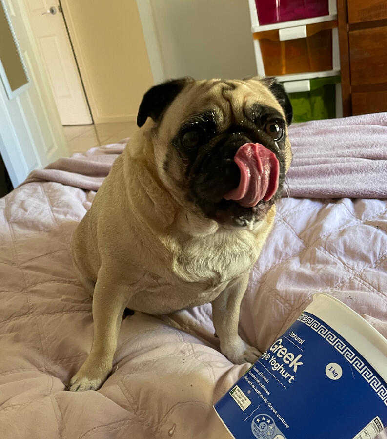 And now yoghurt. And now yoghurt.