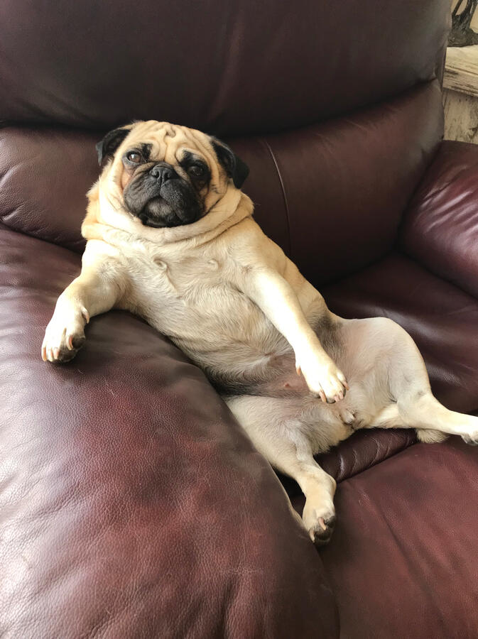 Couch potato Couch potato
