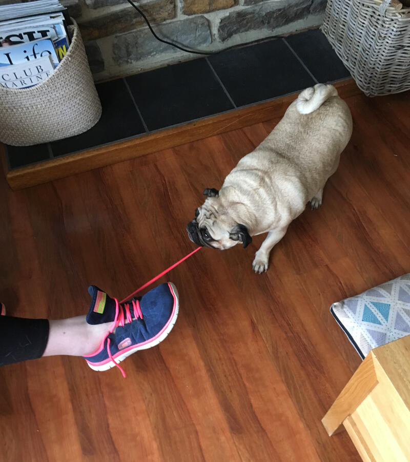 Shoelace gremlin Shoelace gremlin