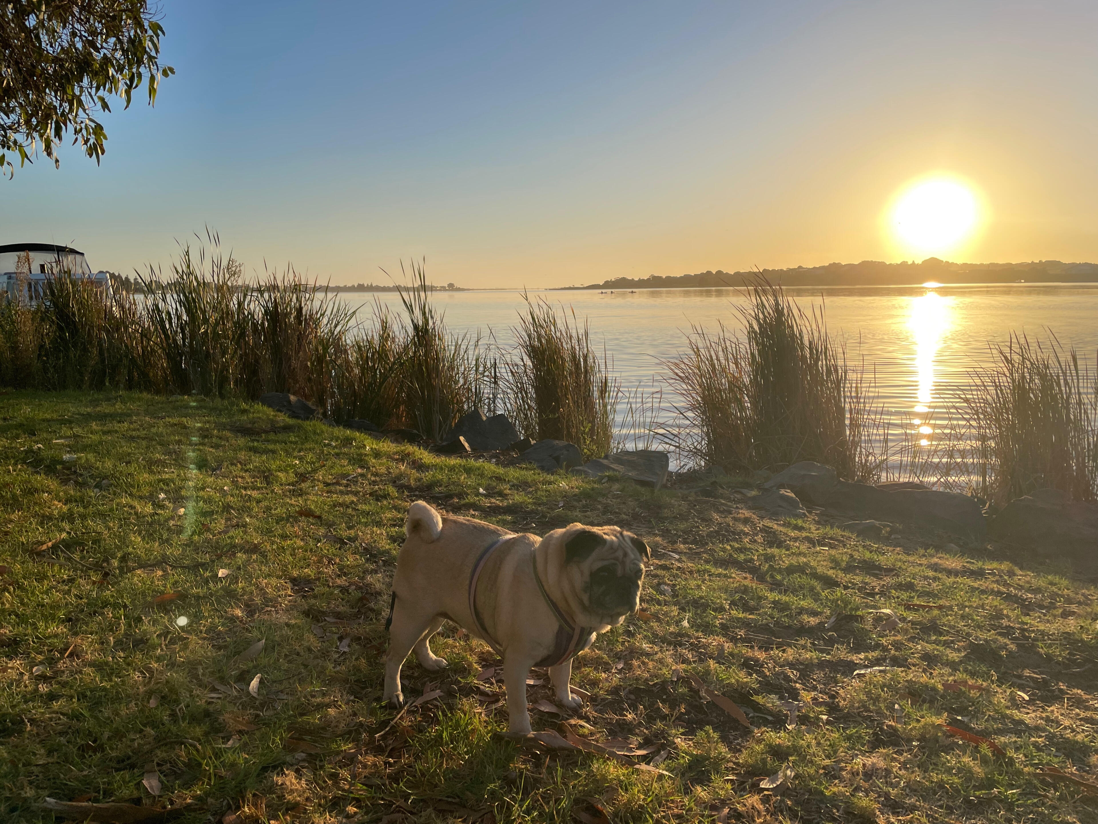Morning walk along the river - a favourite spot.